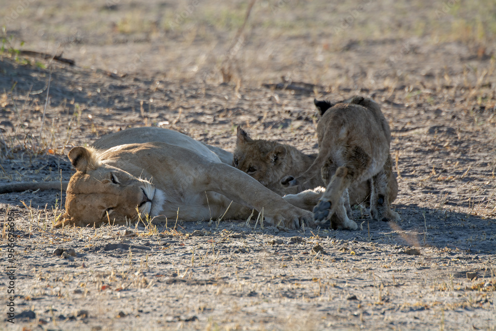 Fototapeta premium Lions in BWA