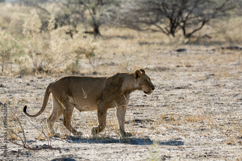 Fototapeta premium Lions in BWA
