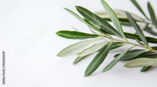 Close-up of a fresh olive twig with delicate green leaves on a white background, perfect for eco-friendly designs