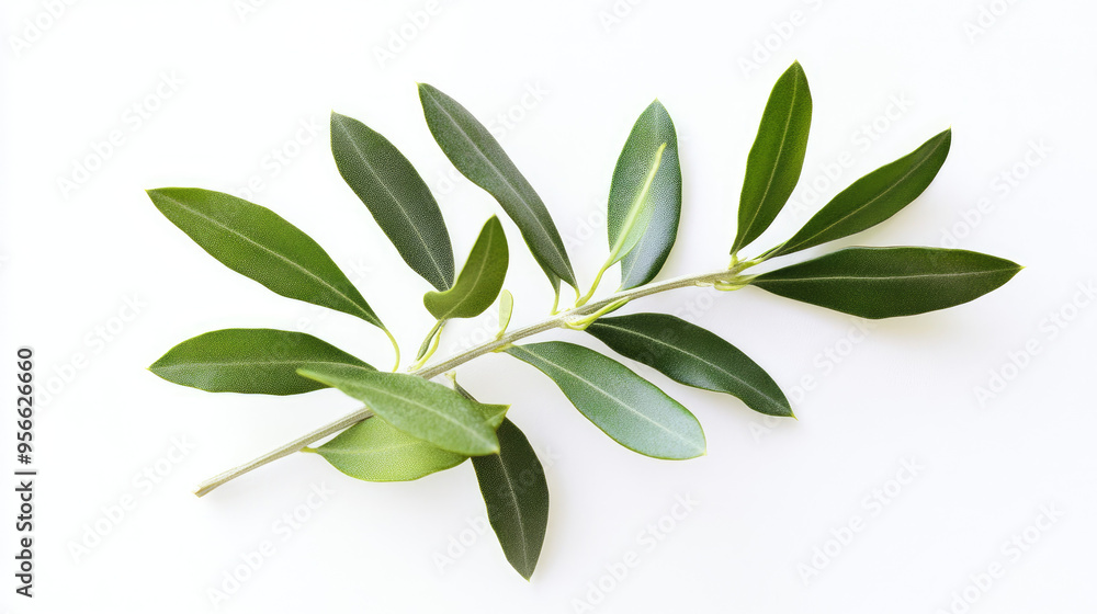 Close-up shot of a fresh olive twig with bright green leaves on a white background, perfect for natural designs Close-up shot of a fresh olive twig with bright green leaves on a white background, perfect for natural designs