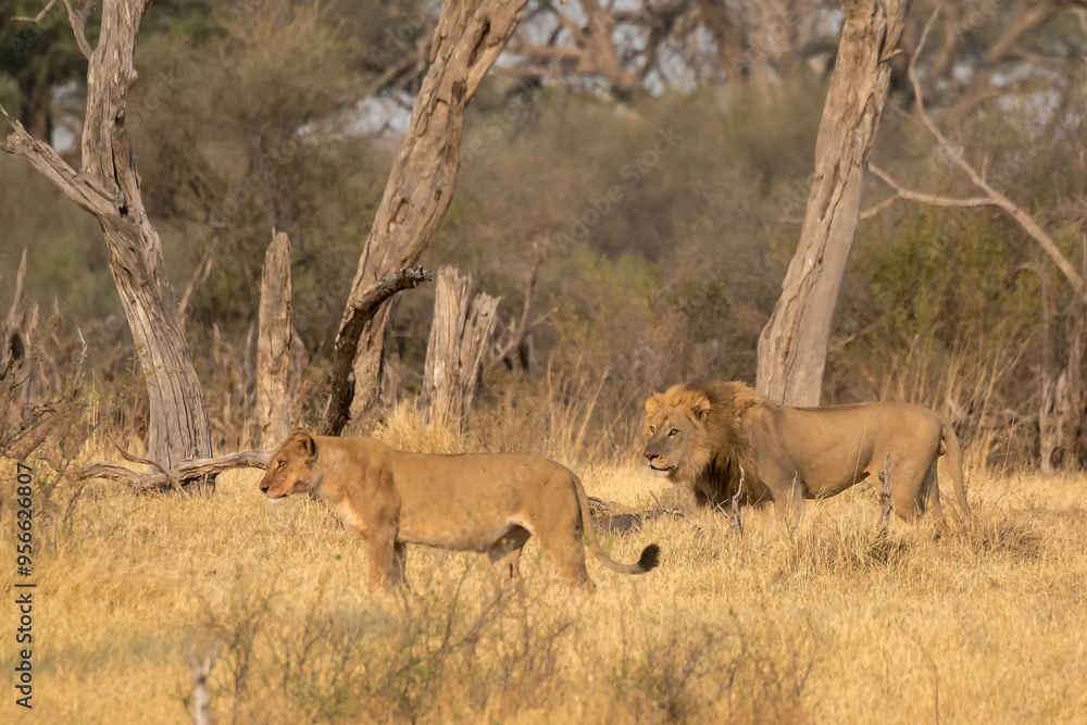 lions in BWA lions in BWA