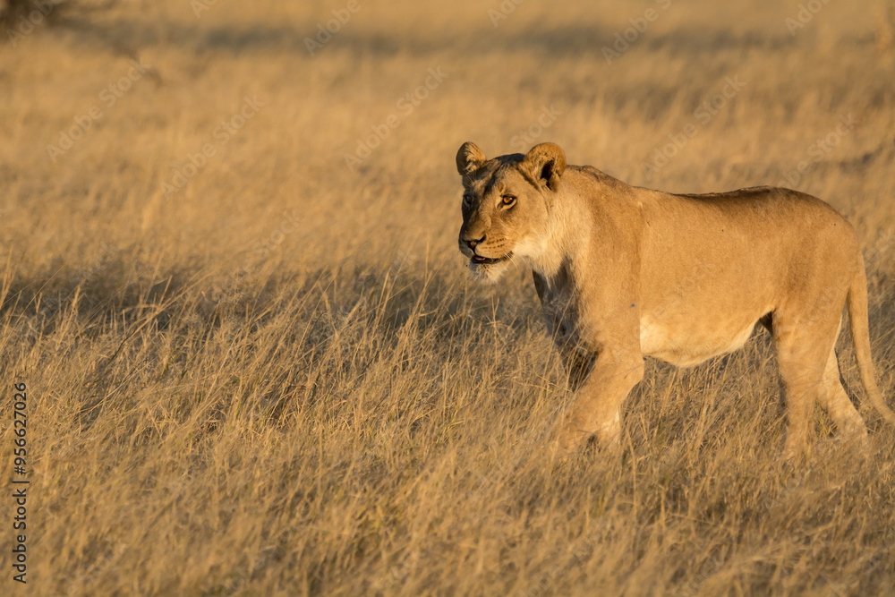 Lions in BWA