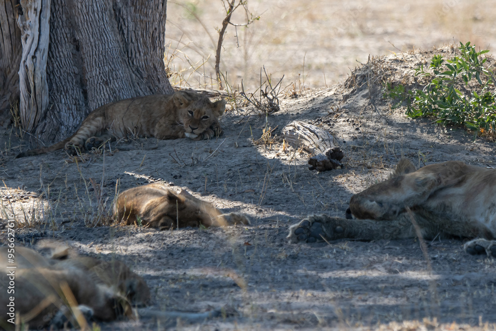Fototapeta premium Lions in BWA