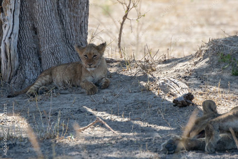 Obraz premium Lions in BWA