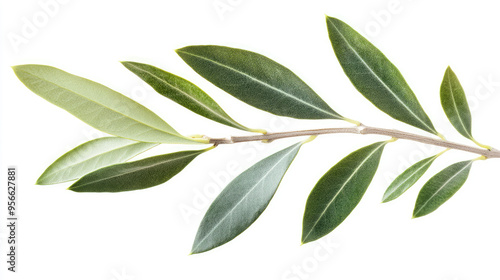 Detailed view of an olive branch with fresh, green leaves isolated on white, symbolizing peace and nature