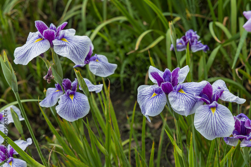 日本　三重県伊勢市にある伊勢神宮の外宮の勾玉池に咲く花菖蒲 photo