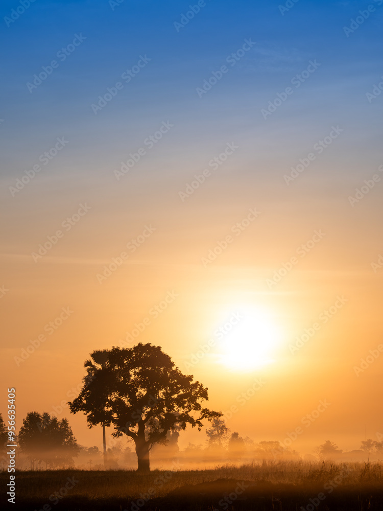 Fog Moving on The Soil Surface with The Silhouette Tree behind The Sunrise Fog Moving on The Soil Surface with The Silhouette Tree behind The Sunrise