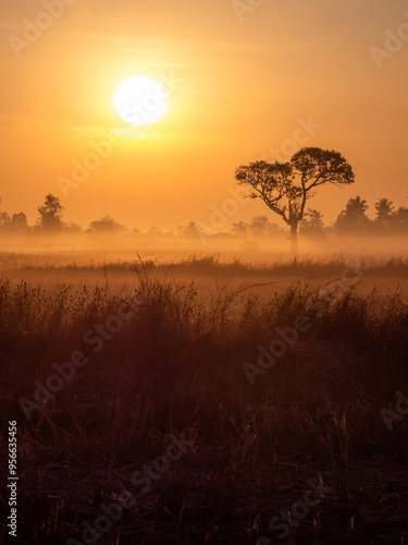 Fog Moving on The Soil Surface with The Silhouette Tree behind The Sunrise