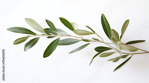 Olive branch with fresh green leaves against a white background, highlighting natural beauty and simplicity