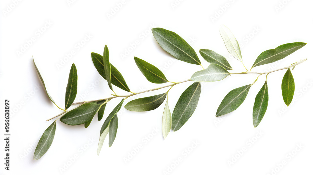 Fototapeta premium Olive twig with crisp, green leaves isolated on a pure white background, ideal for organic-themed visuals