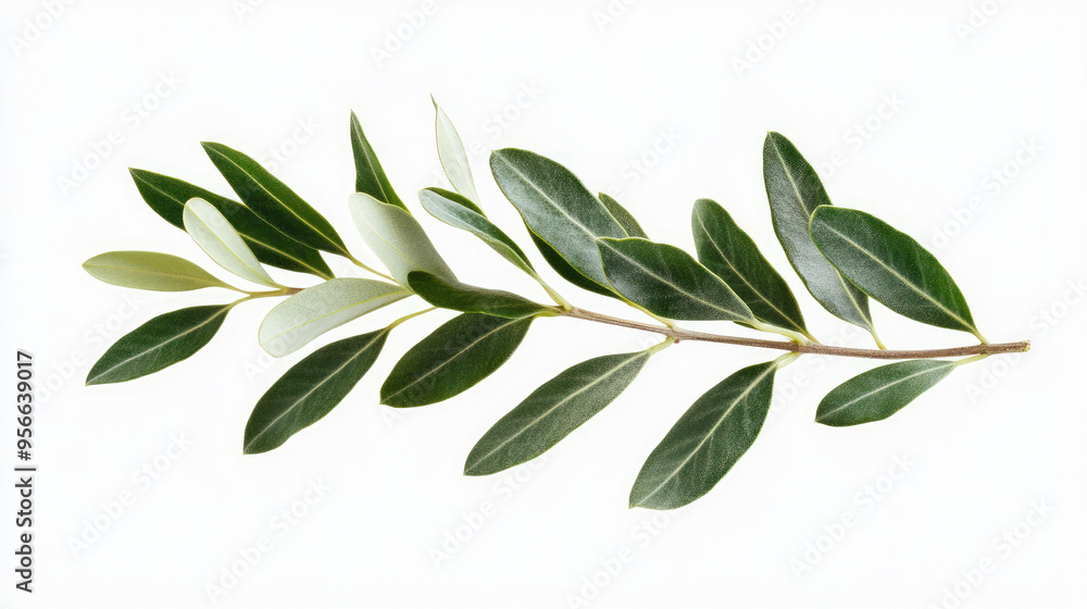 Olive twig with crisp, green leaves isolated on a pure white background, ideal for organic-themed visuals Olive twig with crisp, green leaves isolated on a pure white background, ideal for organic-themed visuals