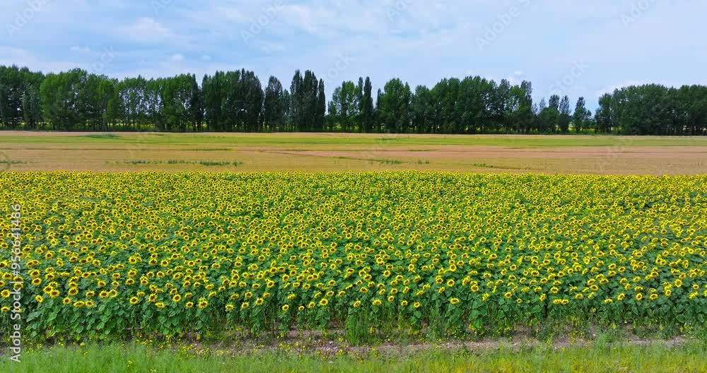Aerial view of beautiful sunflower fields nature landscape. Yellow sunflower flowers blooming in summer season. Aerial view of beautiful sunflower fields nature landscape. Yellow sunflower flowers blooming in summer season.