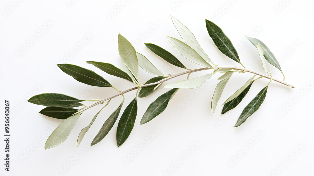 Fototapeta premium Twig of an olive tree with fresh green leaves isolated on white, showcasing simplicity and elegance