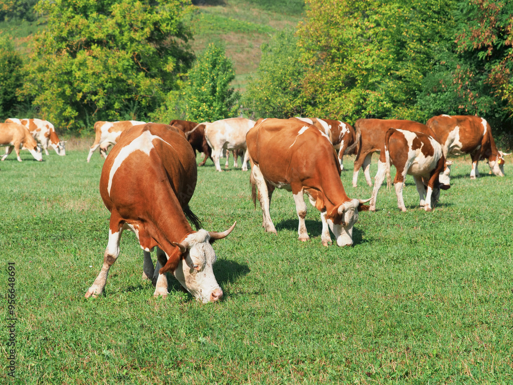 Cows grazing on a green grass meadow in summer Cows grazing on a green grass meadow in summer