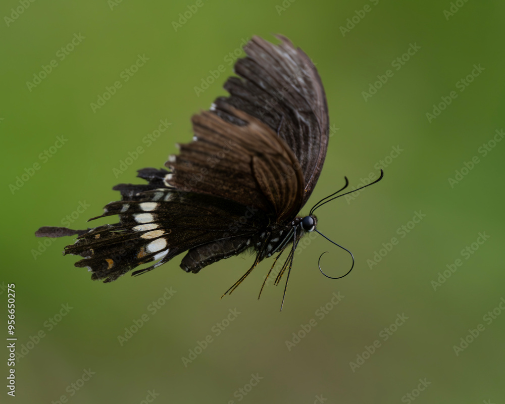 Obraz premium Common mormon in flight