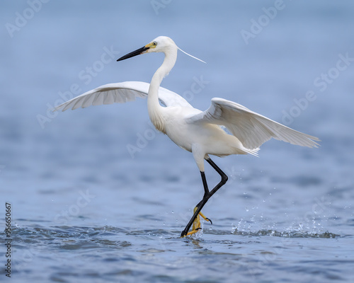 Little egret dances on the sea