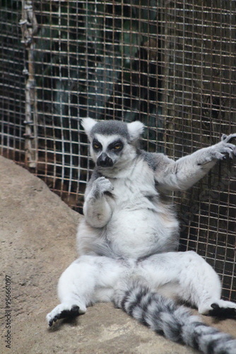 Lemur at the Pittsburgh zoo photo