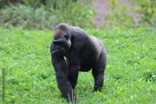 Gorillas and baby at Pittsburgh Zoo photo