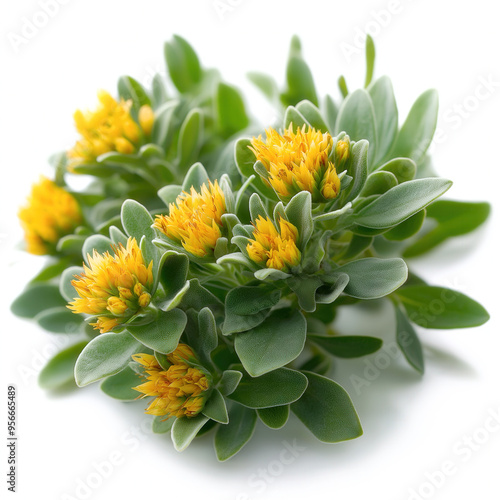 Rhodiola Isolated photo