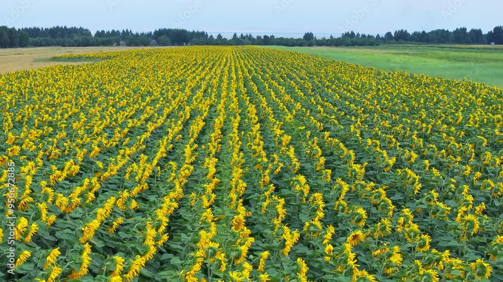 Aerial view of beautiful sunflower fields nature landscape. Yellow sunflower flowers blooming in summer season. Aerial view of beautiful sunflower fields nature landscape. Yellow sunflower flowers blooming in summer season.