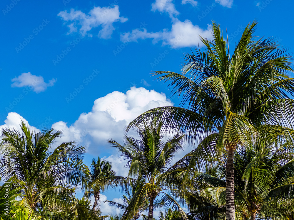 Fototapeta premium Tropical palms at the beach