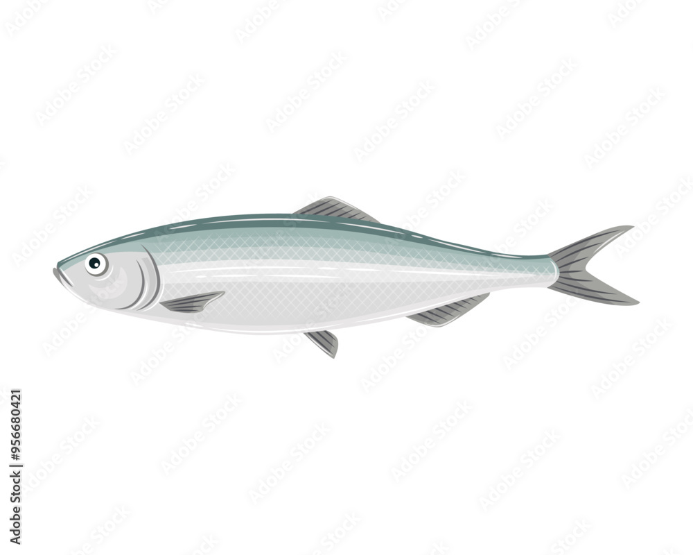 Vector illustration of pacific herring Vector illustration of pacific herring