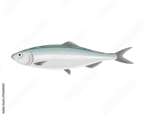 Vector illustration of pacific herring 