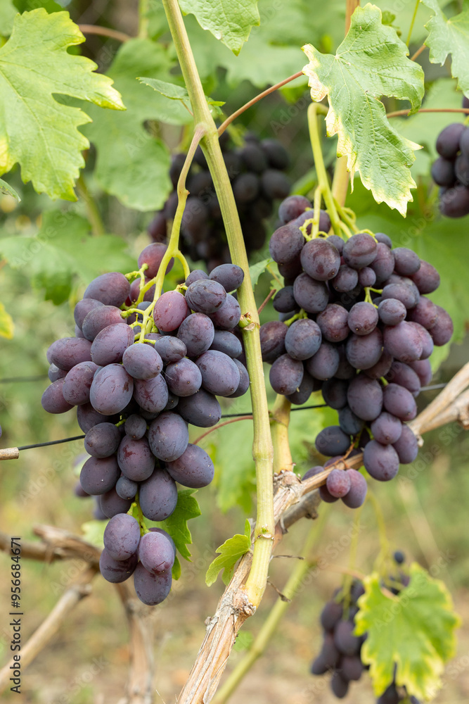 Two bunches of blue ripe grapes on the vine Two bunches of blue ripe grapes on the vine