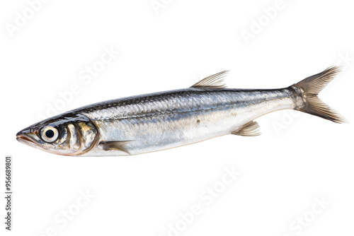 anchovys isolated on white