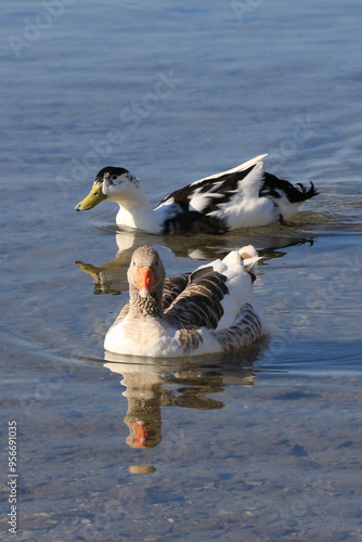 ducks in the water