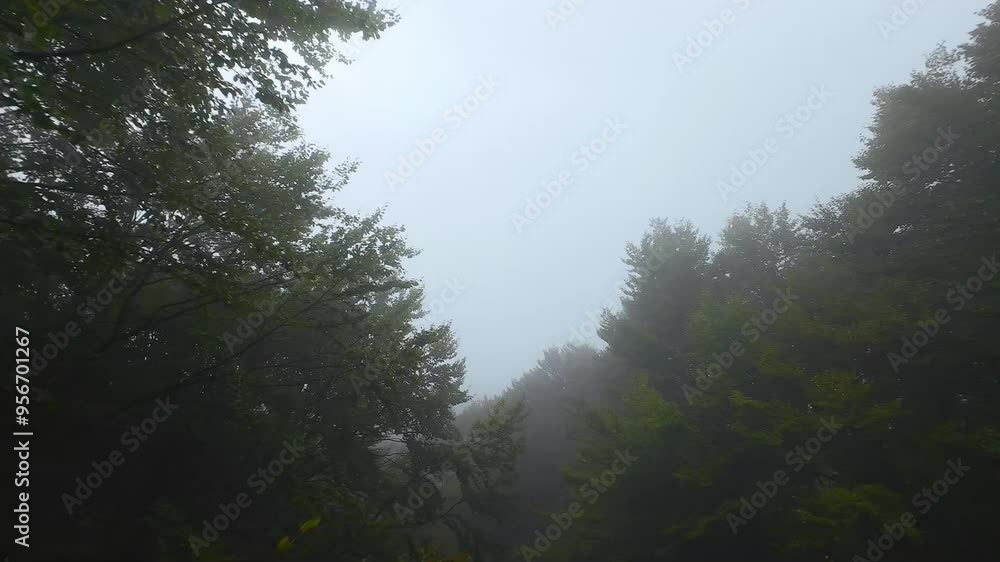 Stara planina mountains forest in fog, with dark trees
Stara planina mountains forest in fog, with dark trees