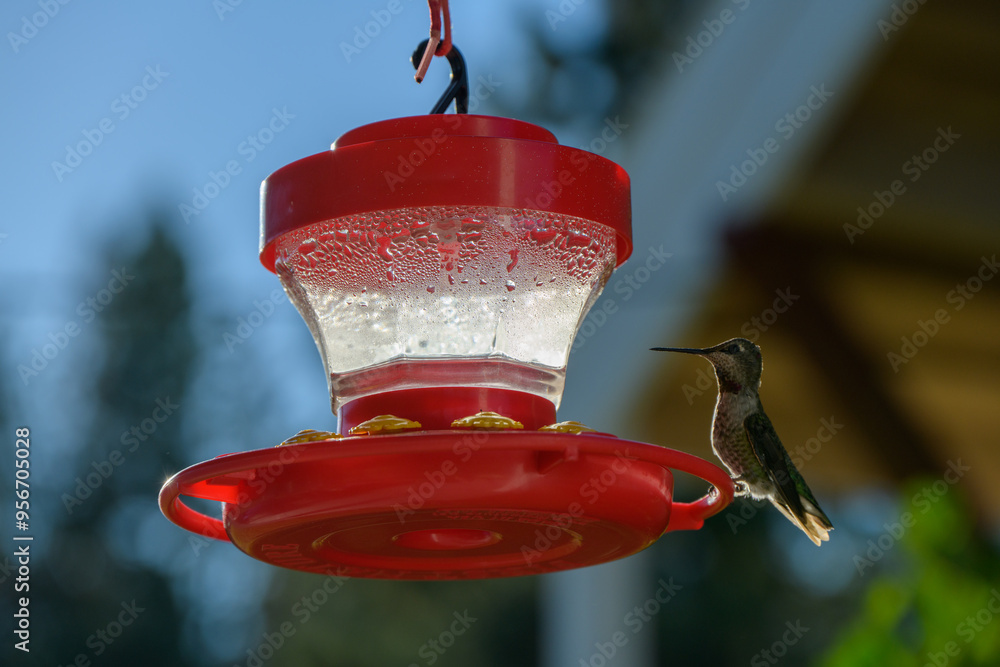 Naklejka premium Hummingbirds on a red bird feeder