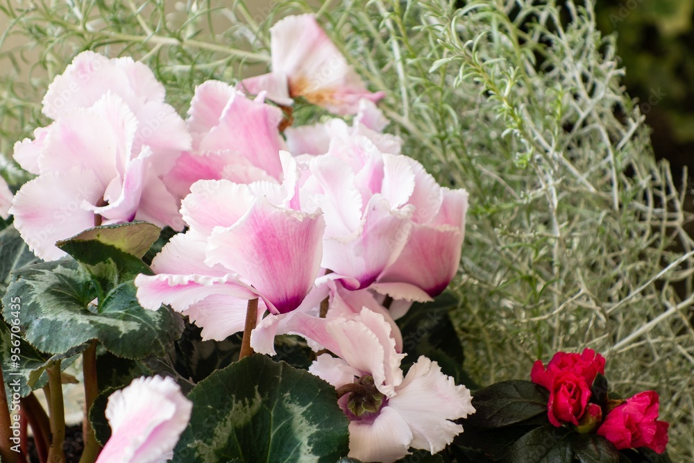 Fototapeta premium Persian cyclamen (Cyclamen persicum) plant in botanic garden