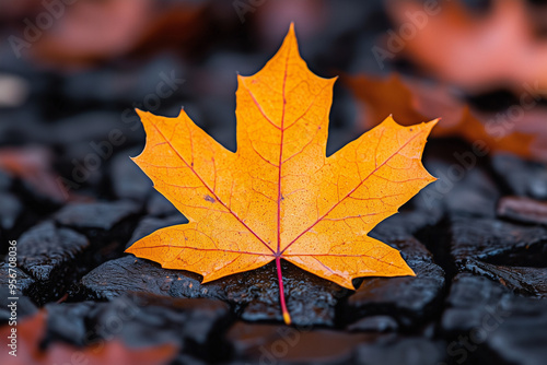 Close-Up of a Maple Leaf with Vibrant Autumn Colors