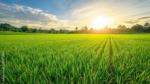 A vibrant scene of a well-maintained rice paddy with rows of green plants stretching towards a bright, clear sky, with the sun shining overhead