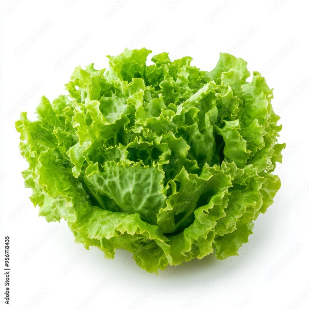 Fresh lettuce on a clean white background showcasing its vibrant greens and crisp texture Fresh lettuce on a clean white background showcasing its vibrant greens and crisp texture
