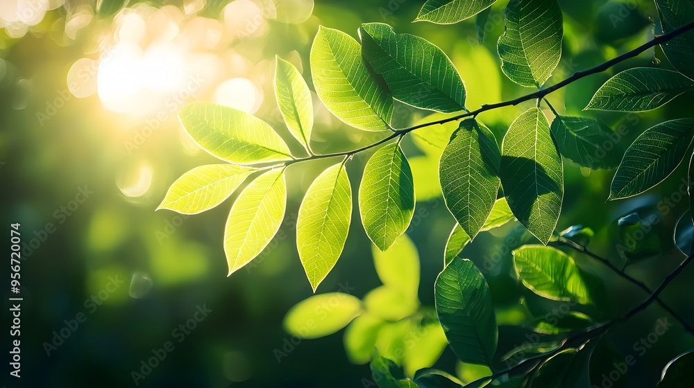 Lush Green Leaves Illuminated by Soft Sunlight Vibrant Natural Tones Lush Green Leaves Illuminated by Soft Sunlight Vibrant Natural Tones