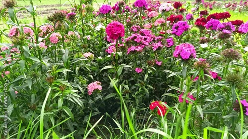 Self-picking flowers in colorful variety of blossoms in flowerbed of sustainable gardener with field of flowers in summer time as flower shop for honest customers freshly picking blossoms theirselves photo