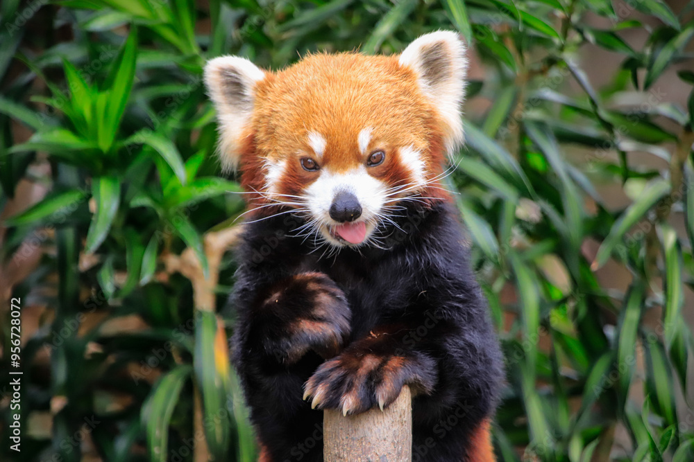 Red Panda Displaying Playful Expression in a Park Red Panda Displaying Playful Expression in a Park