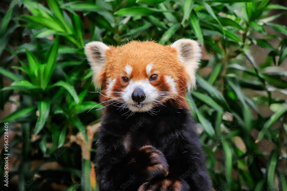 Fototapeta premium Red Panda Displaying Playful Expression in a Park