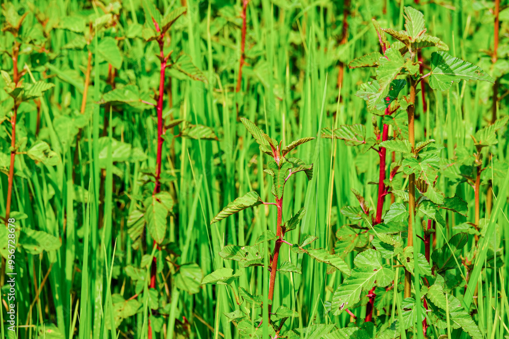 Obraz premium Grass in the rice field 