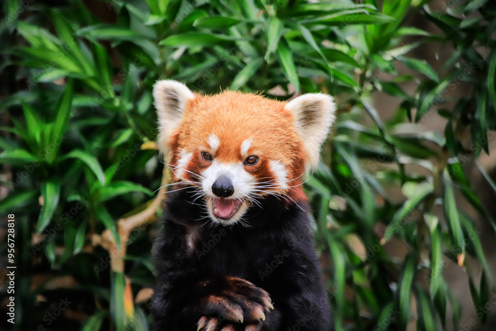 Naklejka premium Red Panda Displaying Playful Expression