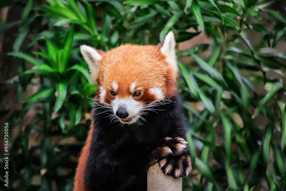 Red Panda Displaying Playful Expression Red Panda Displaying Playful Expression