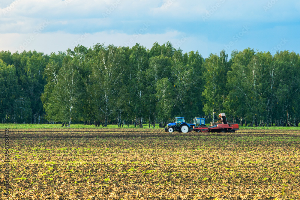 Fototapeta premium Farm machinery harvesting potatoes.