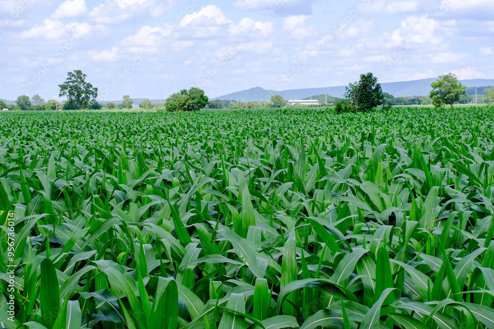 Corn crop field Landscap plant Corn crop field Landscap plant