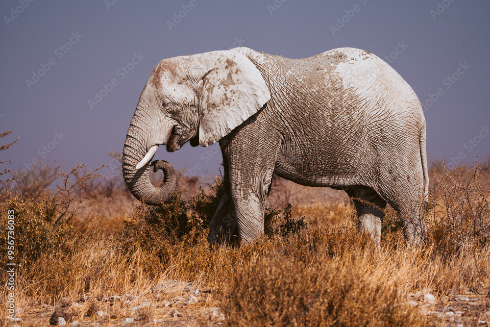 Fototapeta premium Elephant eating in Etosha