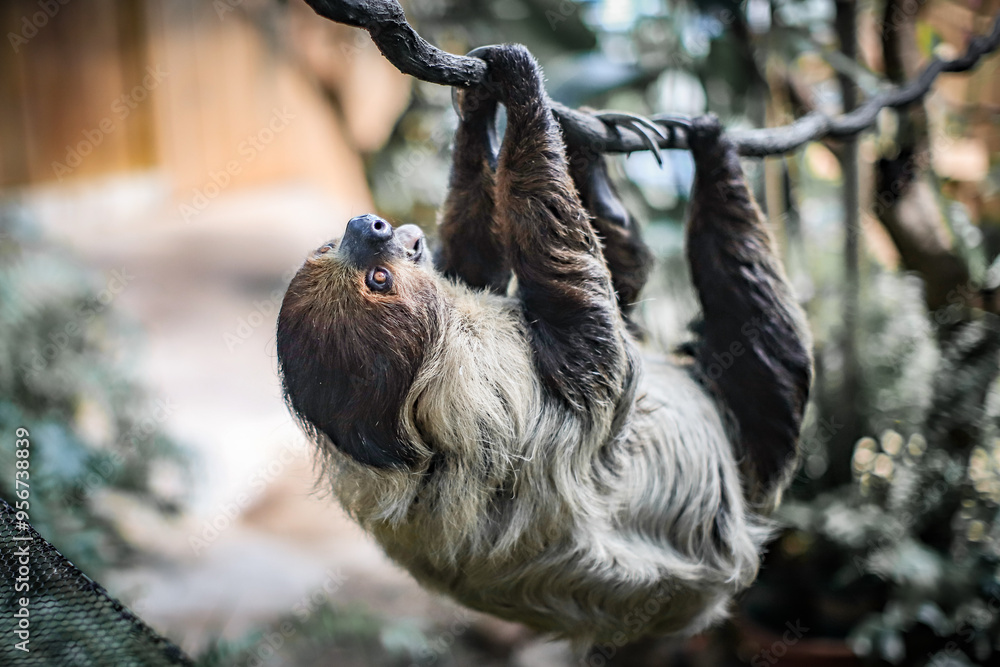 Obraz premium Two-Toed Sloth Relaxing Upside Down on Tree Branch