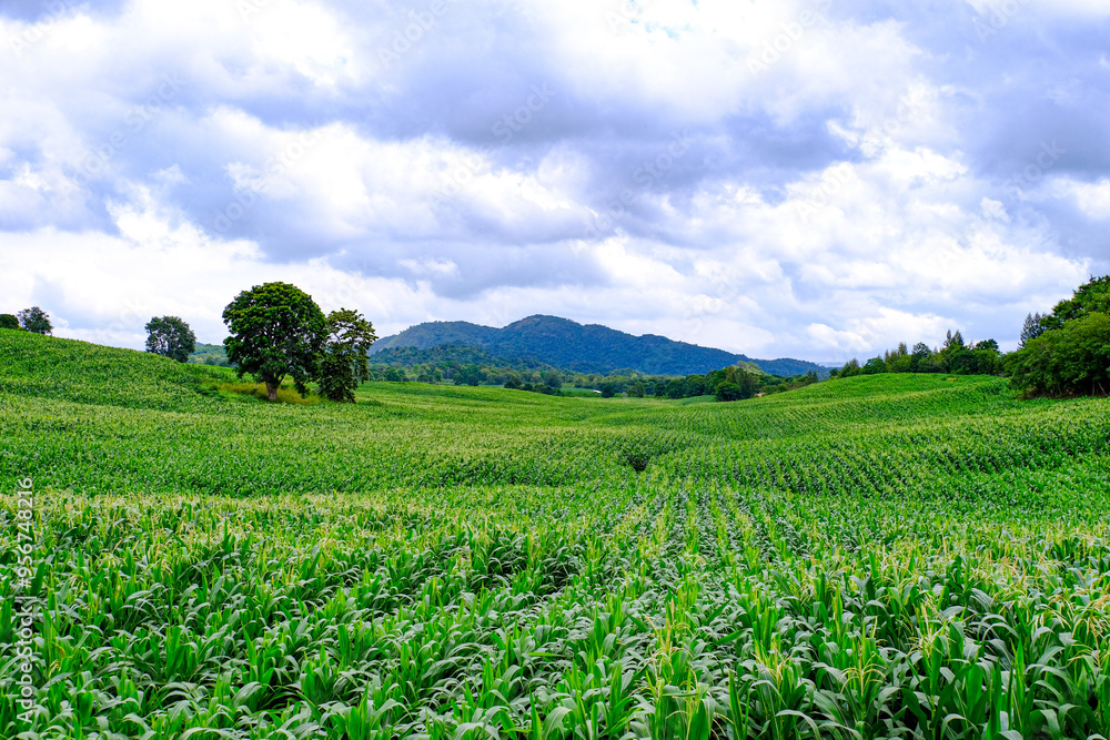 Corn crop field Landscap plant Corn crop field Landscap plant