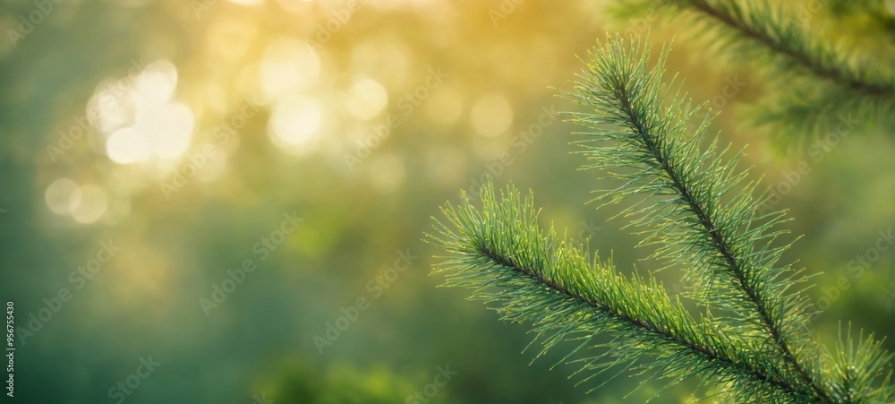 Close-up branch pine tree covered small needles that Close up co