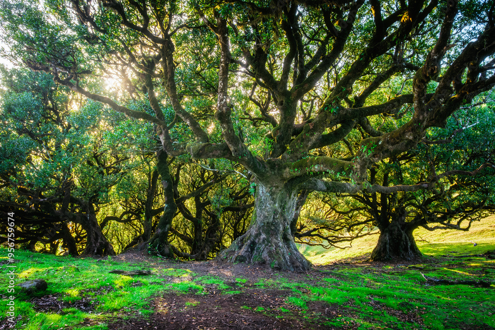 Centuries-old til trees in fantastic magical idyllic Fanal Laurisilva forest on sunrise. Madeira island, Portugal Centuries-old til trees in fantastic magical idyllic Fanal Laurisilva forest on sunrise. Madeira island, Portugal